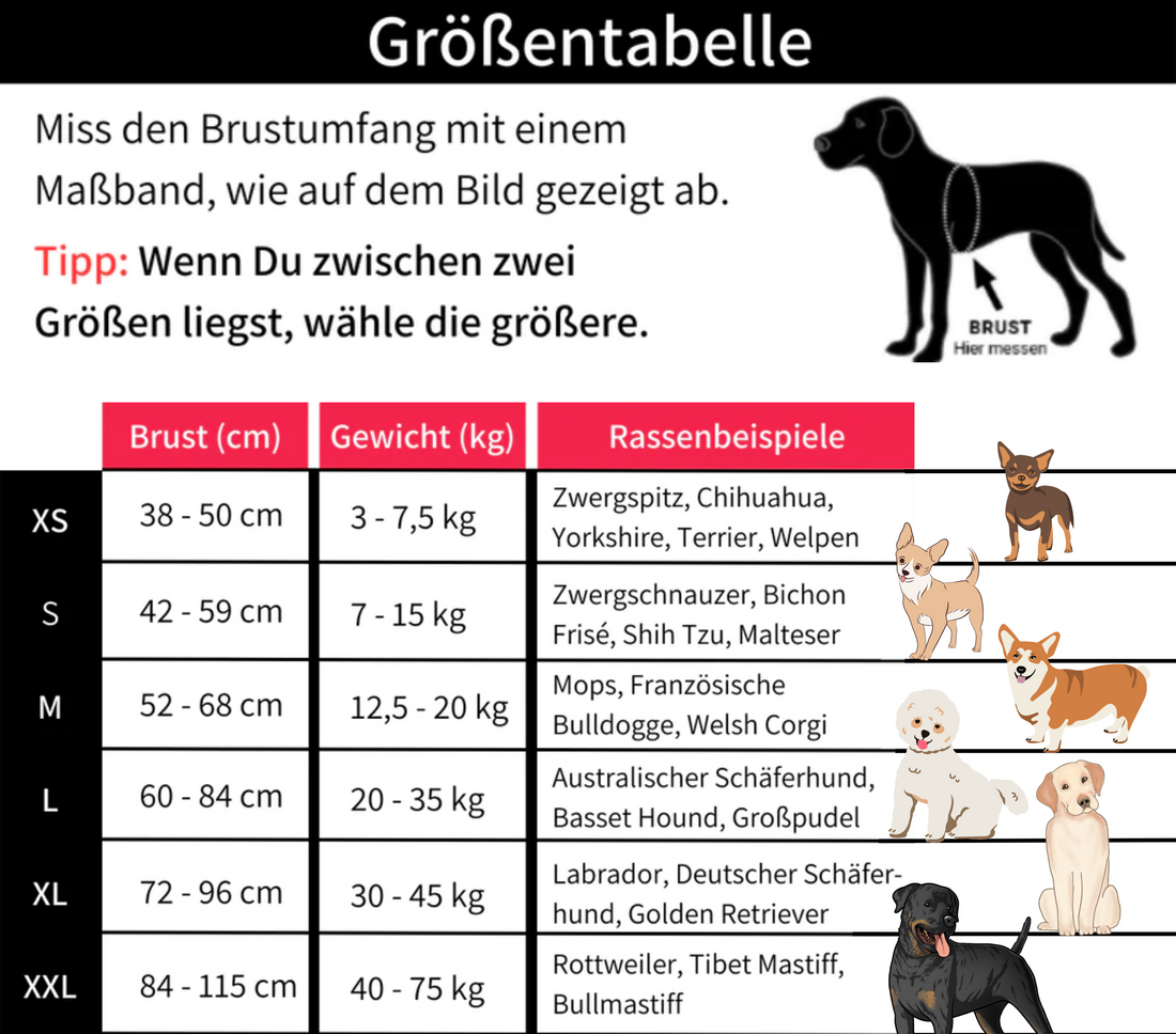 BuddyRun - Personalisiertes Allround-Geschirr für Deinen Vierbeiner